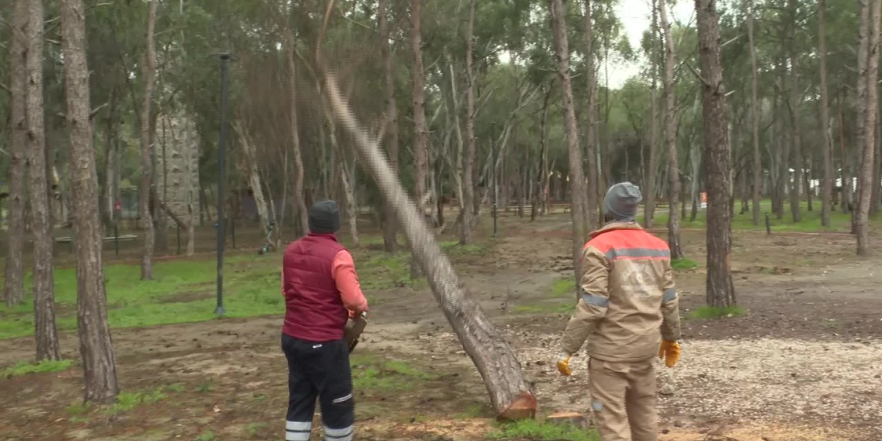 KONYAALTI BEACH PARK'TA TEHLİKE OLUŞTURAN AĞAÇLARA ÖNLEM