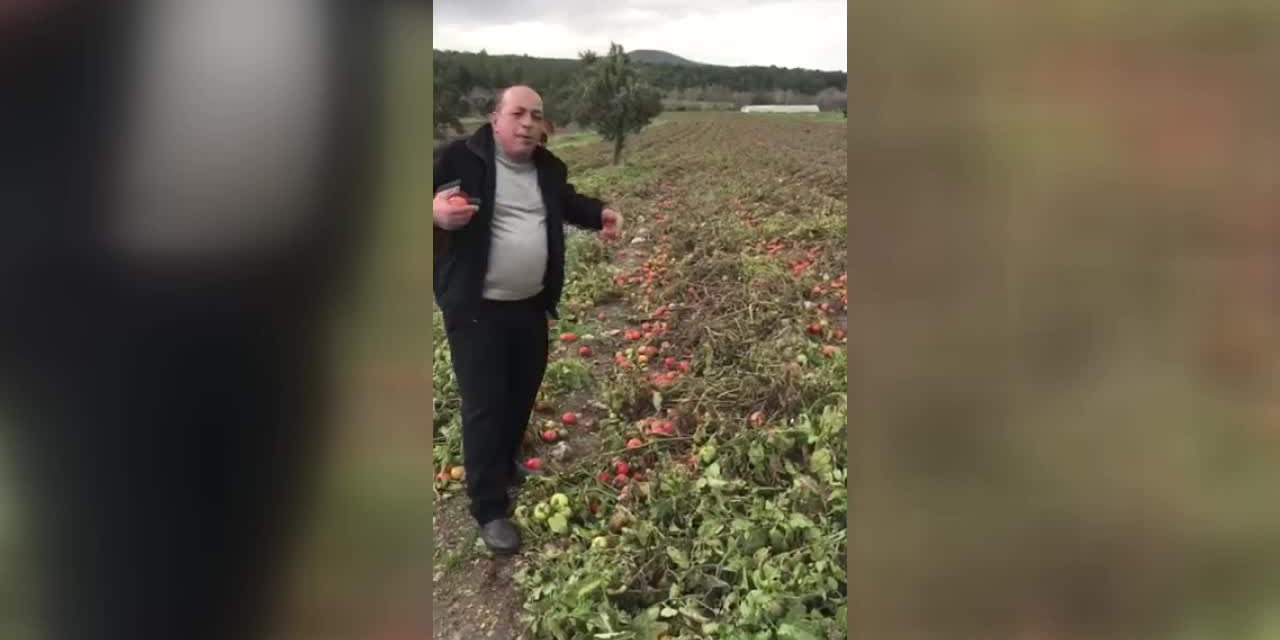 400 TON DOMATESİ TARLADA KALAN ÇİFTÇİ: "SAYIN CUMHURBAŞKANIM, BİZİ KİM KURTARACAK? ÜRETEREK BATIYORUZ"
