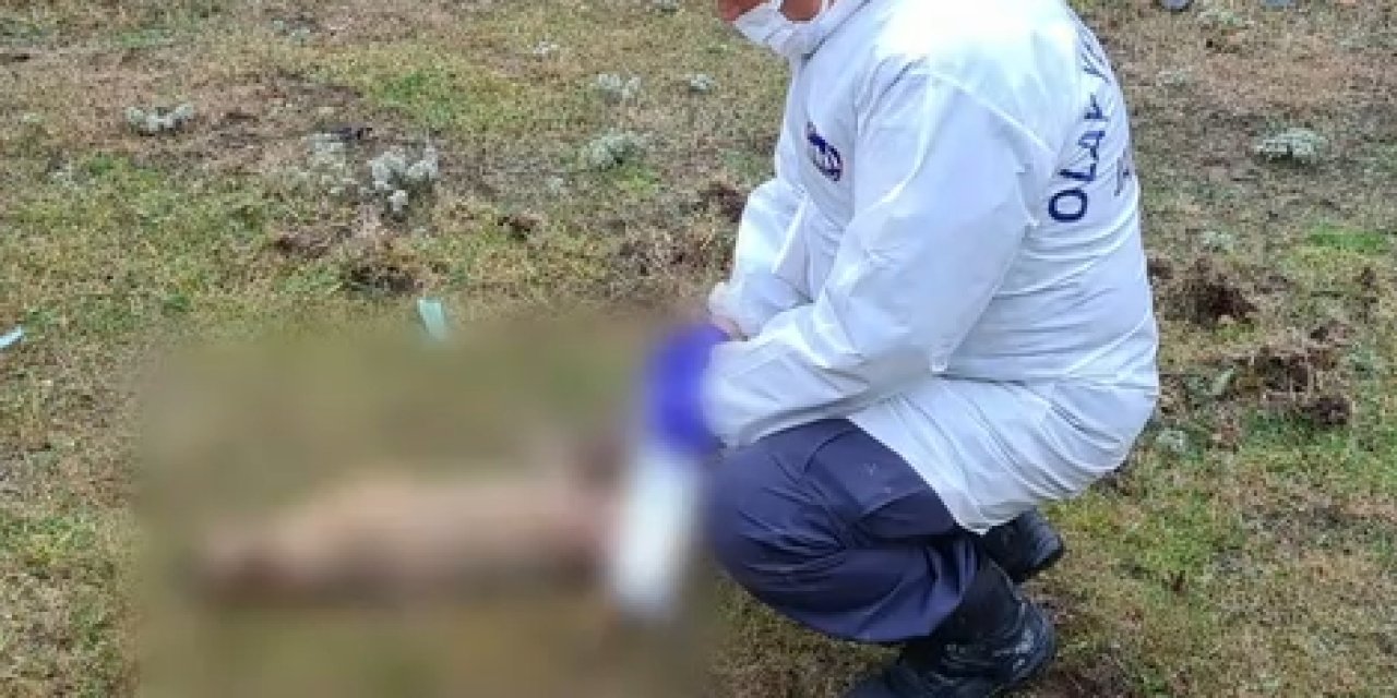 KÜTAHYA'DA KÖPEK VE YABAN HAYVANLARINI ZEHİRLEDİLER