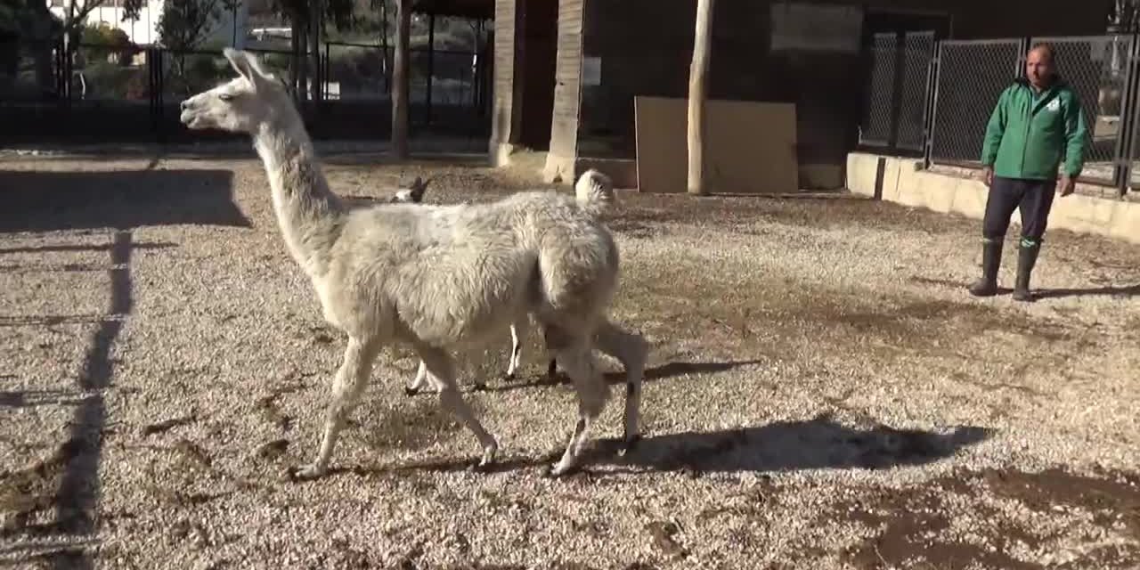 TARSUS DOĞA PARKI’NDA İLK KEZ LAMA DOĞUMU GERÇEKLEŞTİ