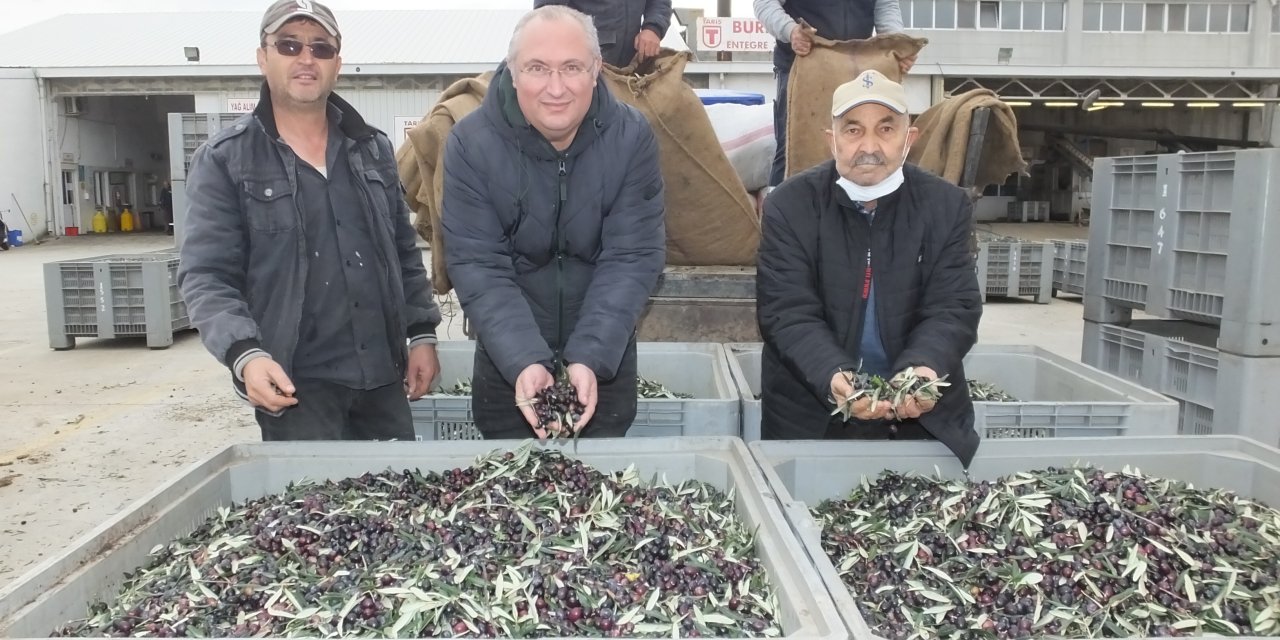 BURHANİYE'DE ARTAN ZEYTİN FİYATLARI ÜRETİCİLERİ SEVİNDİRDİ