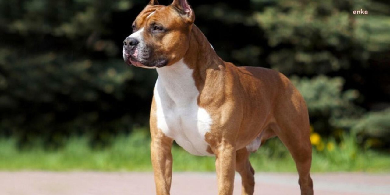 ODUNPAZARI BELEDİYESİ GEÇİCİ HAYVAN BAKIMEVİ’NDEN ÖNEMLİ UYARI