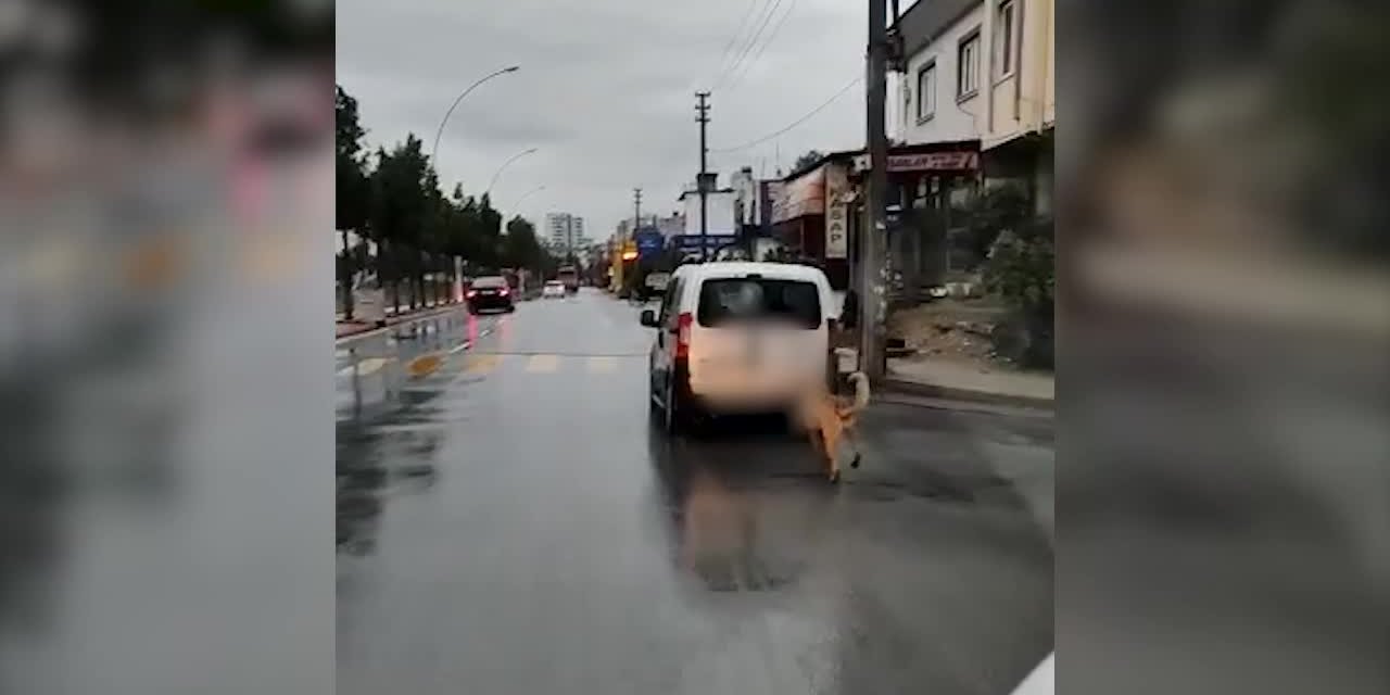 ARACIN ARKASINA BAĞLANIP EZİYET EDİLEN KÖPEĞE TARSUS BELEDİYESİ SAHİP ÇIKTI