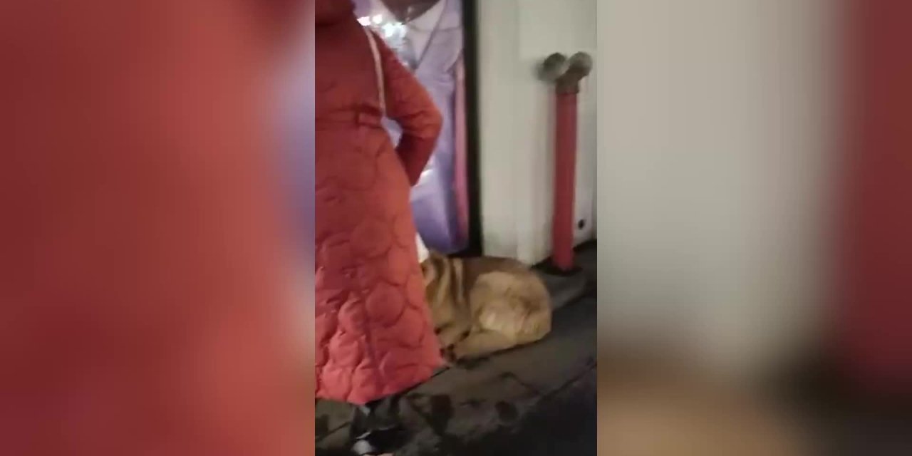 ÜŞÜYEN KÖPEĞİ KAZAKLA ISITTI