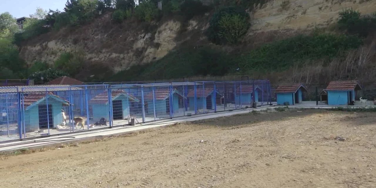 BÜYÜKÇEKMECE BELEDİYESİ SAHİPSİZ KEDİ VE KÖPEKLER İÇİN YOĞUN BAKIM ÜNİTELERİNİ HAYATA GEÇİRDİ