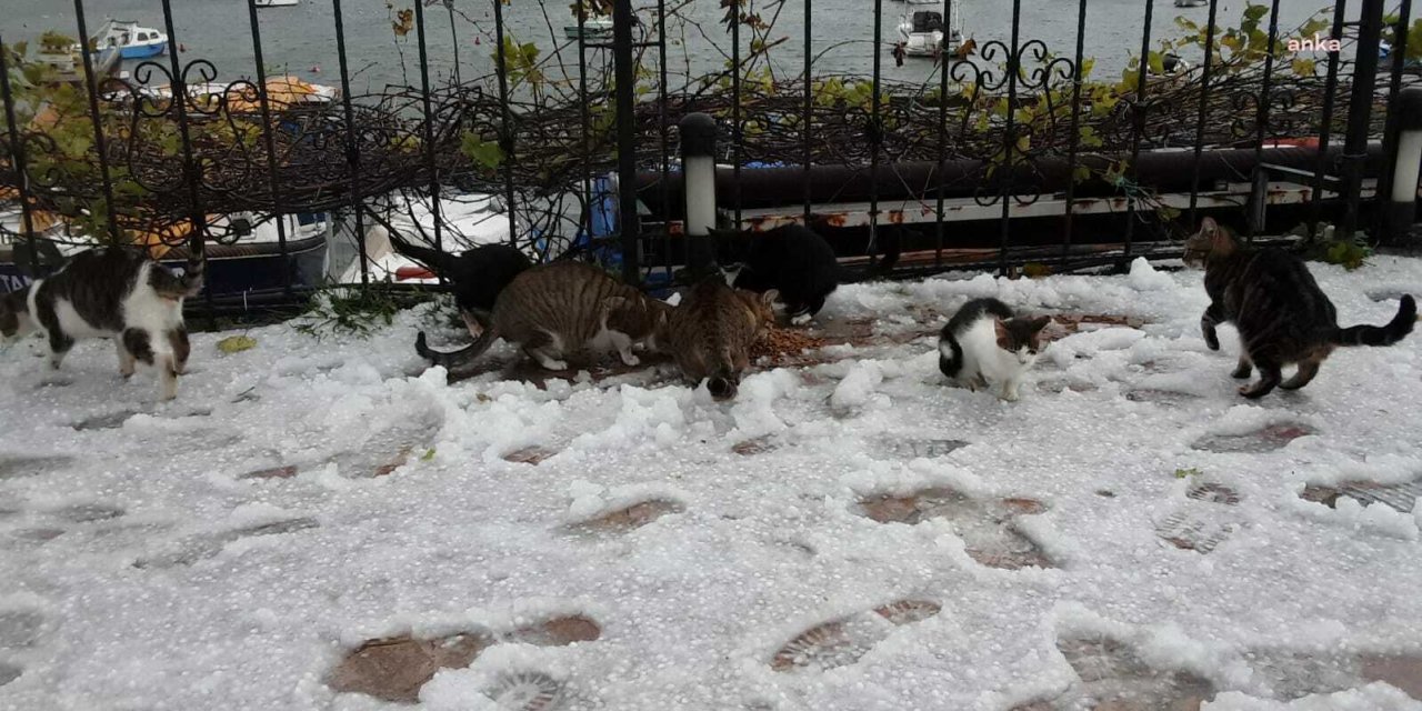 EREĞLİ BELEDİYESİ, SOKAK HAYVANLARINI UNUTMADI