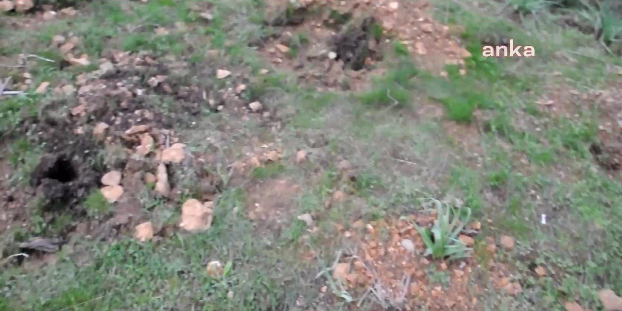 YALIKAVAK’TA HAZİNE ARAZİSİNE DİKİLEN BADEN FİDANLARI SÖKÜLDÜ: “SKANDAL GİRİŞİM ÖNLENDİ”