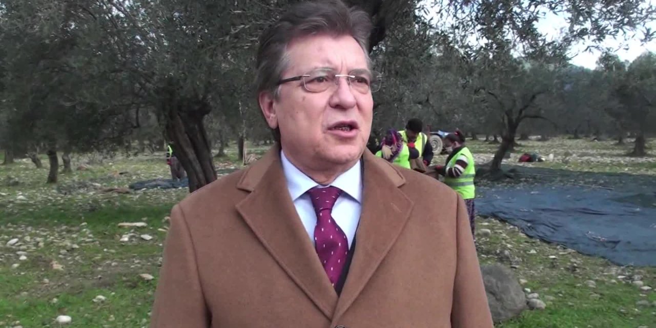 EDREMİT BELEDİYESİ'NDEN ZEYTİN HASADI