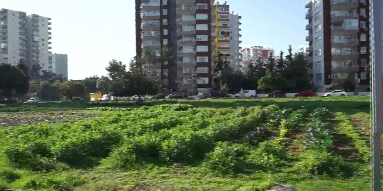 PROFESÖRDEN PAZARDA TAZE SEBZE SATIŞI