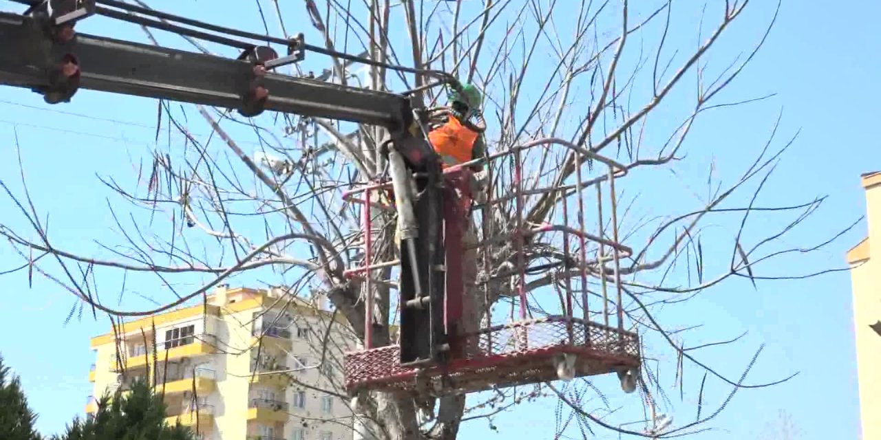 BUCA’DA BUDANAN DALLAR İHTİYAÇ SAHİPLERİNİN EVLERİNİ ISITIYOR