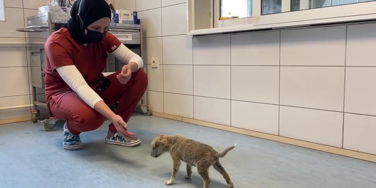 KIRIKKALE’DE YARALI BULUNAN KURT YAVRUSU TEDAVİ ALTINA ALINDI