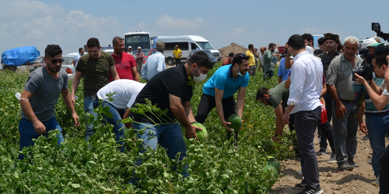ADANA’DA CHP GENÇLİK KOLLARI KARPUZ HASADINA KATILDI