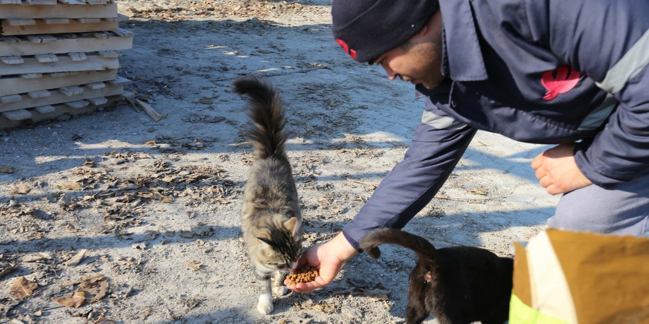 EFELER BELEDİYESİ, SOKAK HAYVANLARINI SOĞUKTA DA YALNIZ BIRAKMIYOR