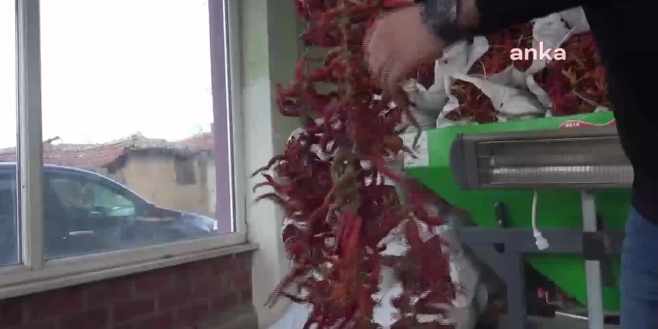 KARAAĞAÇ SİVRİ BİBERİ TALEBİ KARŞILAMAKTA ZORLANIYOR,  1 TON'DAN 70 KİLOGRAM ÇIKIYOR