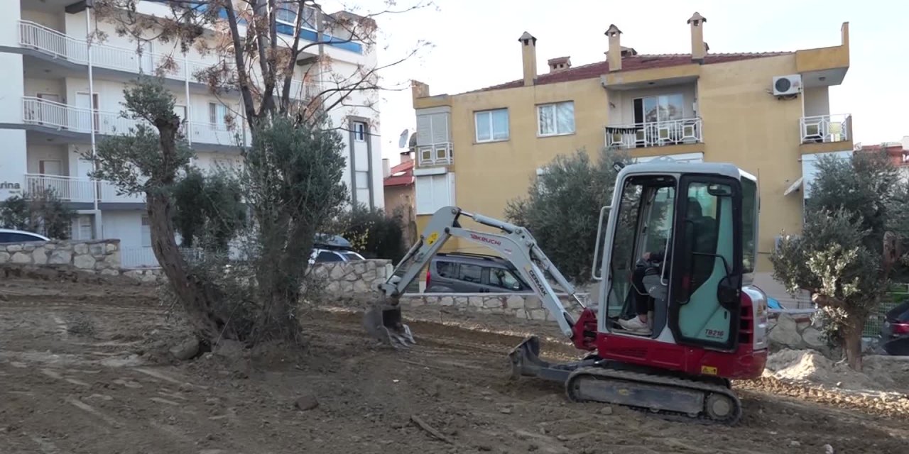 KUŞADASI BELEDİYESİ, YARIM ASIRLIK ZEYTİN AĞAÇLARINI KESİLMEKTEN KURTARDI