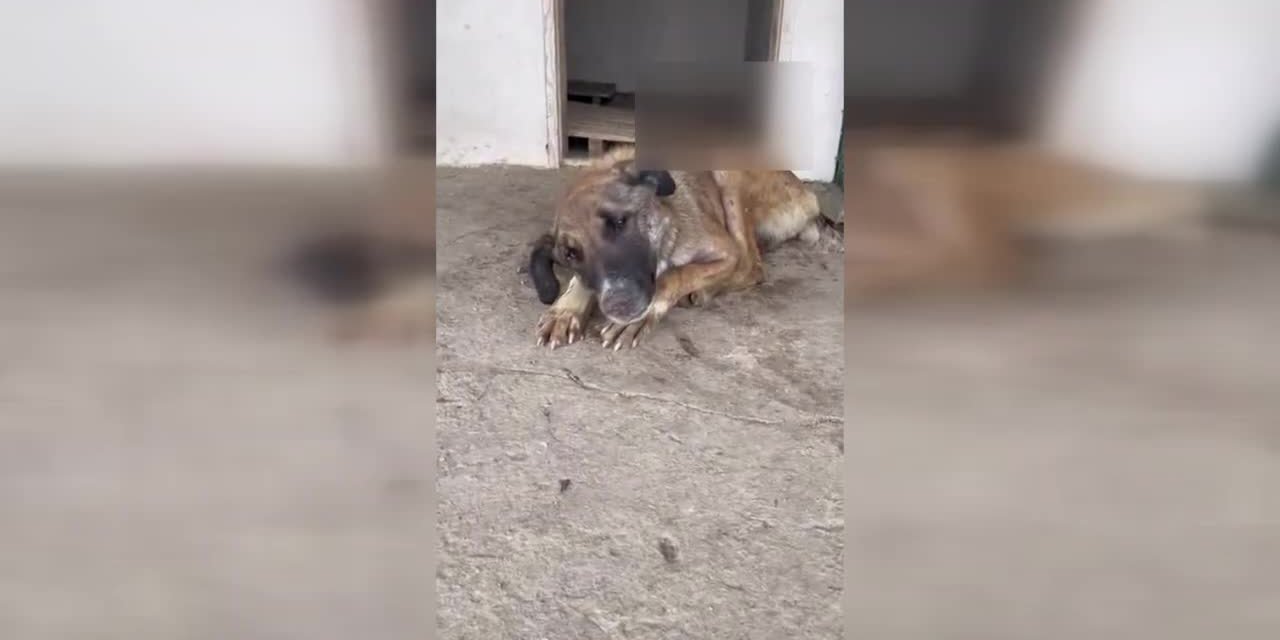 BARINAKTA CAN ÇEKİŞEN KÖPEĞİN GÖRÜNTÜSÜ TEPKİ ÇEKTİ