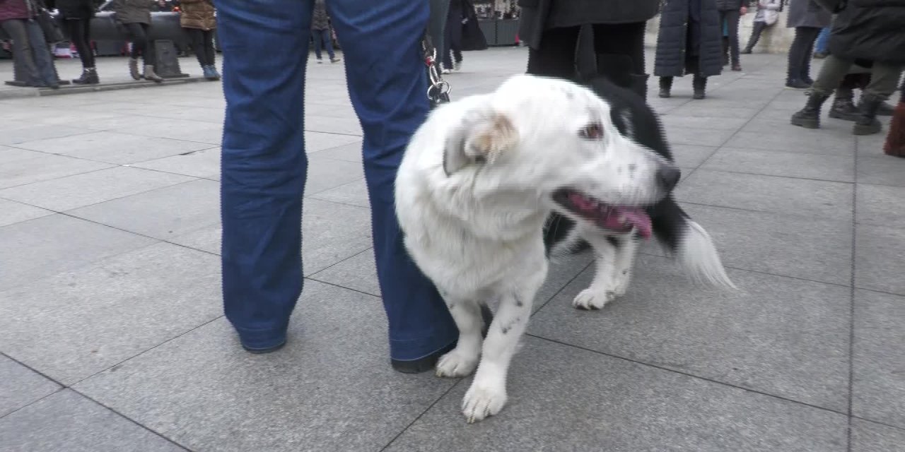 HAYVANSEVERLER BEŞİKTAŞ'TA BULUŞTU: "KOCAMAN BİR ORDUYUZ. MÜCADELEMİZİ SONUNA KADAR SÜRDÜRECEĞİZ"