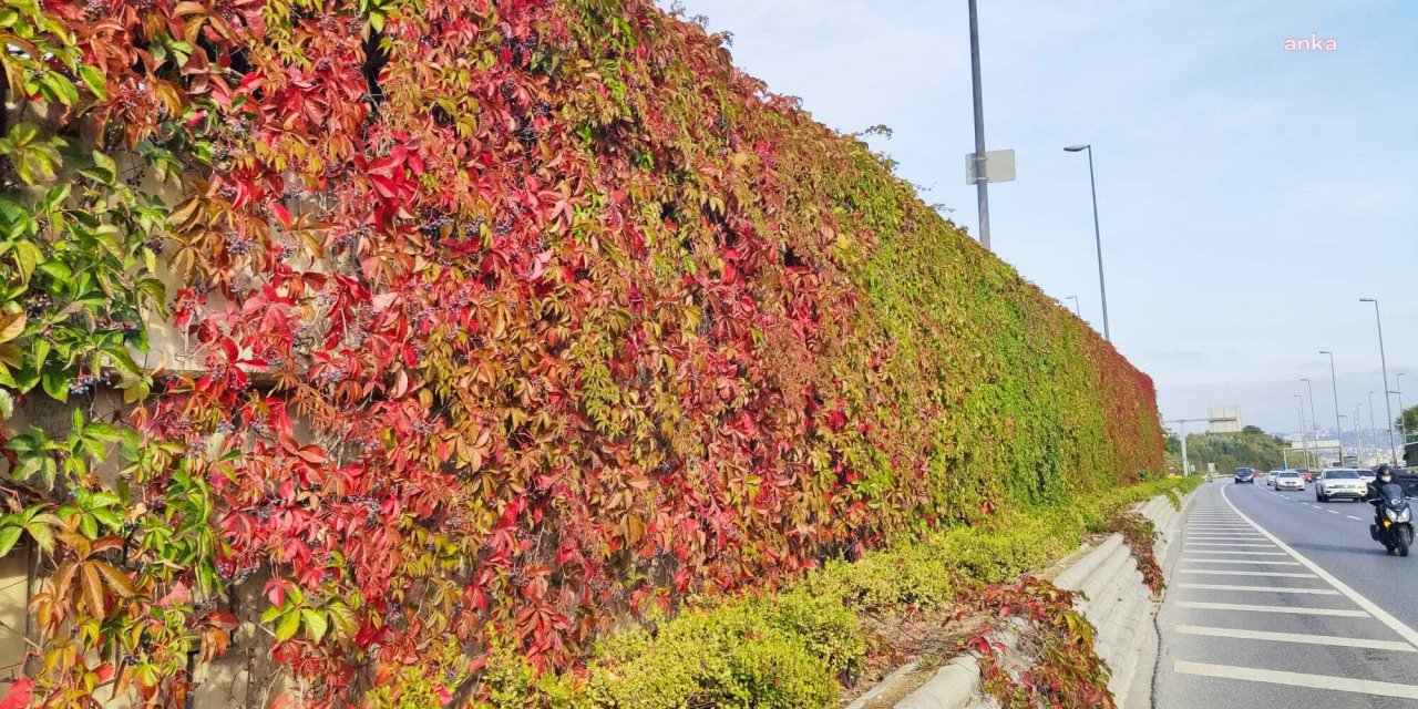 İSTANBUL’DAKİ YOLLARIN DUVARLARI SARMAŞIKLARLA KAPLANACAK