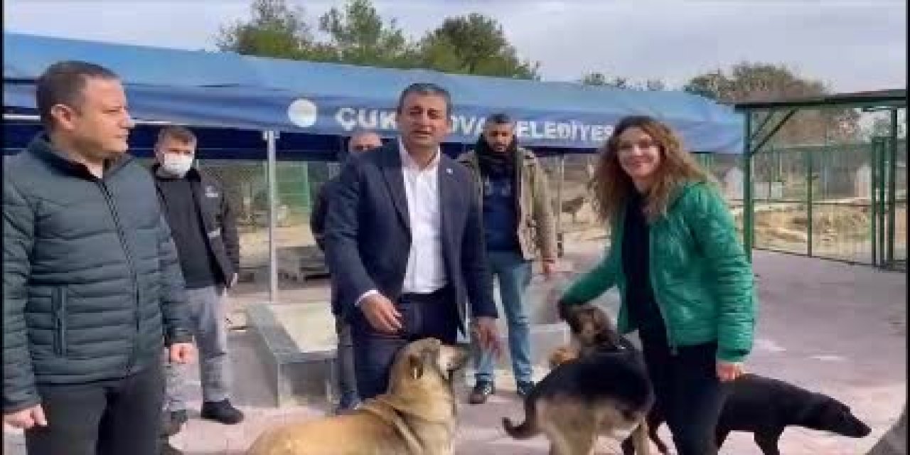 CHP’Lİ BULUT’TAN ERDOĞAN’A SOKAK HAYVANI ELEŞTİRİSİ: "ACIMASIZ ŞİDDETİ KÖRÜKLÜYOR"