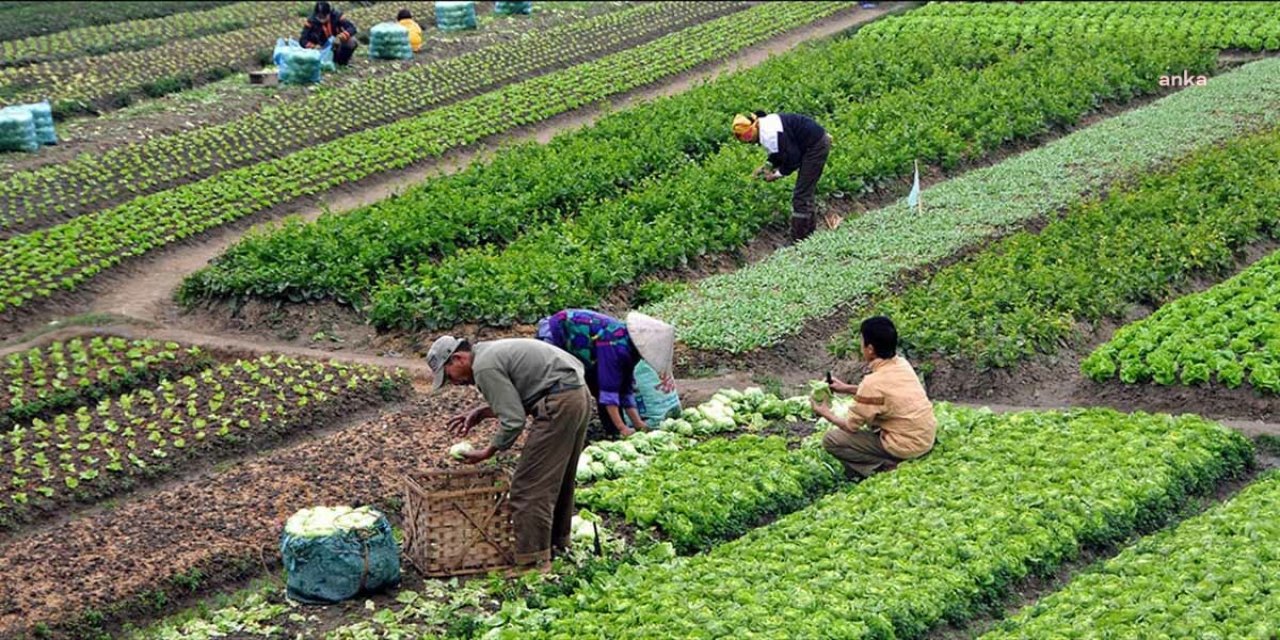 ANTEP FISTIĞI ÜRETİMİ YÜZDE 59,7 AZALDI