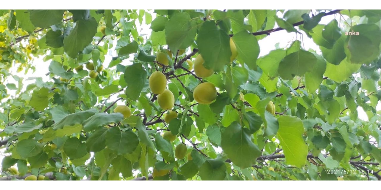 IĞDIR’DA KAYISI SEZONU BAŞLADI