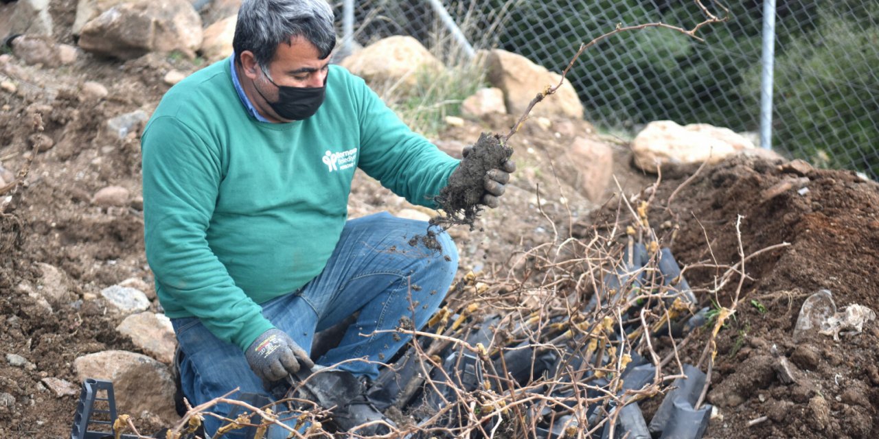 BORNOVA’YA YENİ MİSKET ÜZÜMÜ BAĞI