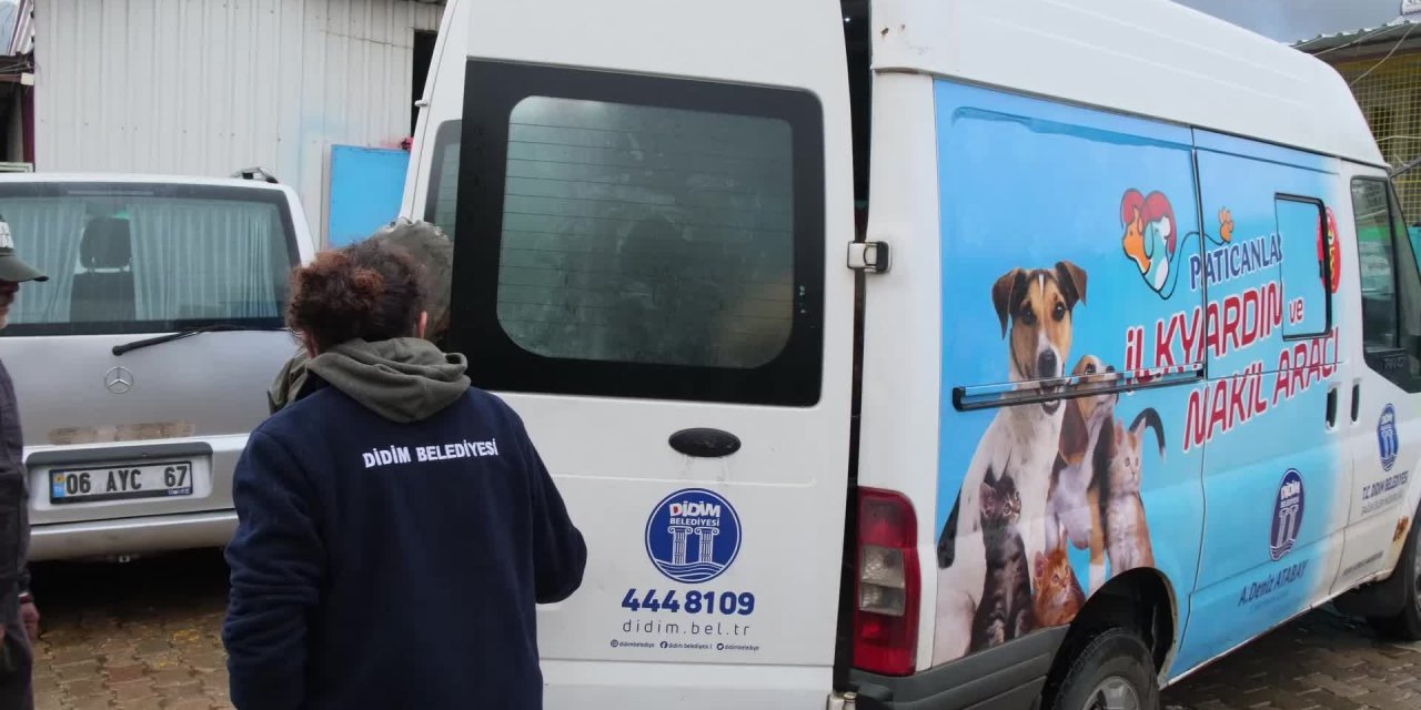 KOYUN MAVİŞ, ARTIK EMİN ELLERDE