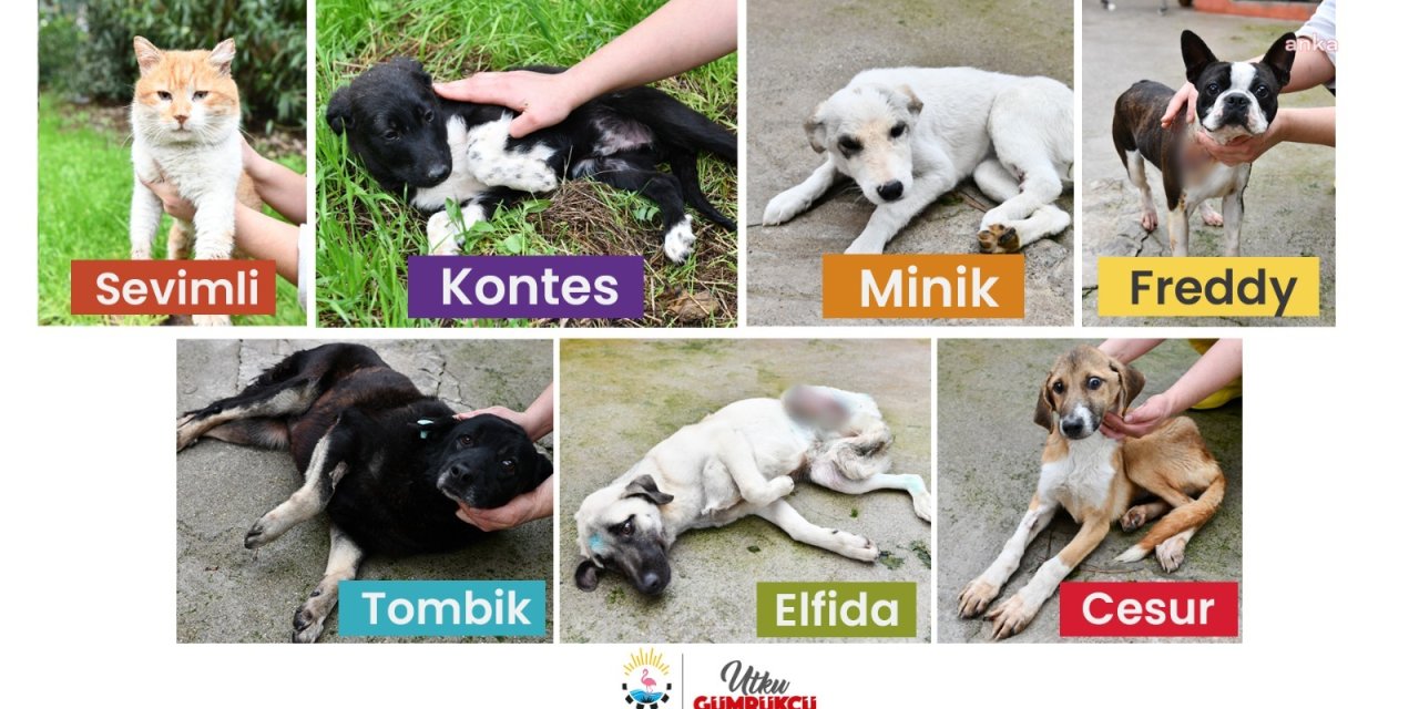 ÇİĞLİ’DE TEDAVİLERİ YAPILAN “SOKAK SAKİNLERİNE” YUVA ARANIYOR