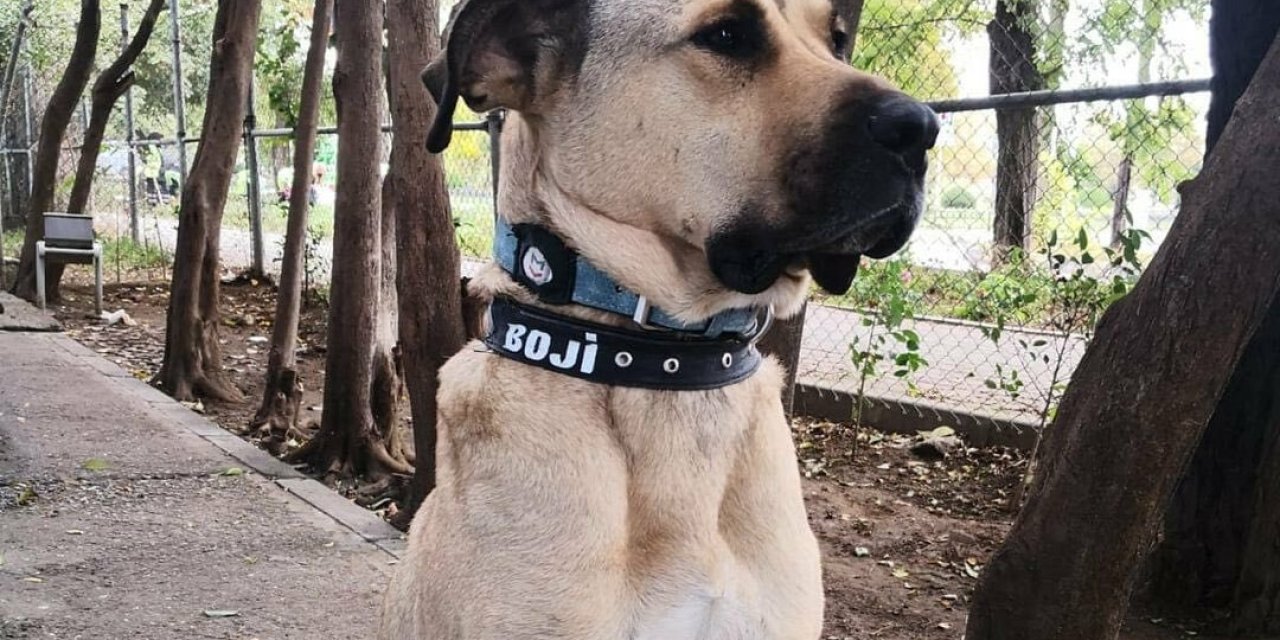 TOPLU TAŞIMA ARAÇLARIYLA İSTANBUL’U TURLAYAN BOJİ’Yİ ÖMER KOÇ SAHİPLENDİ