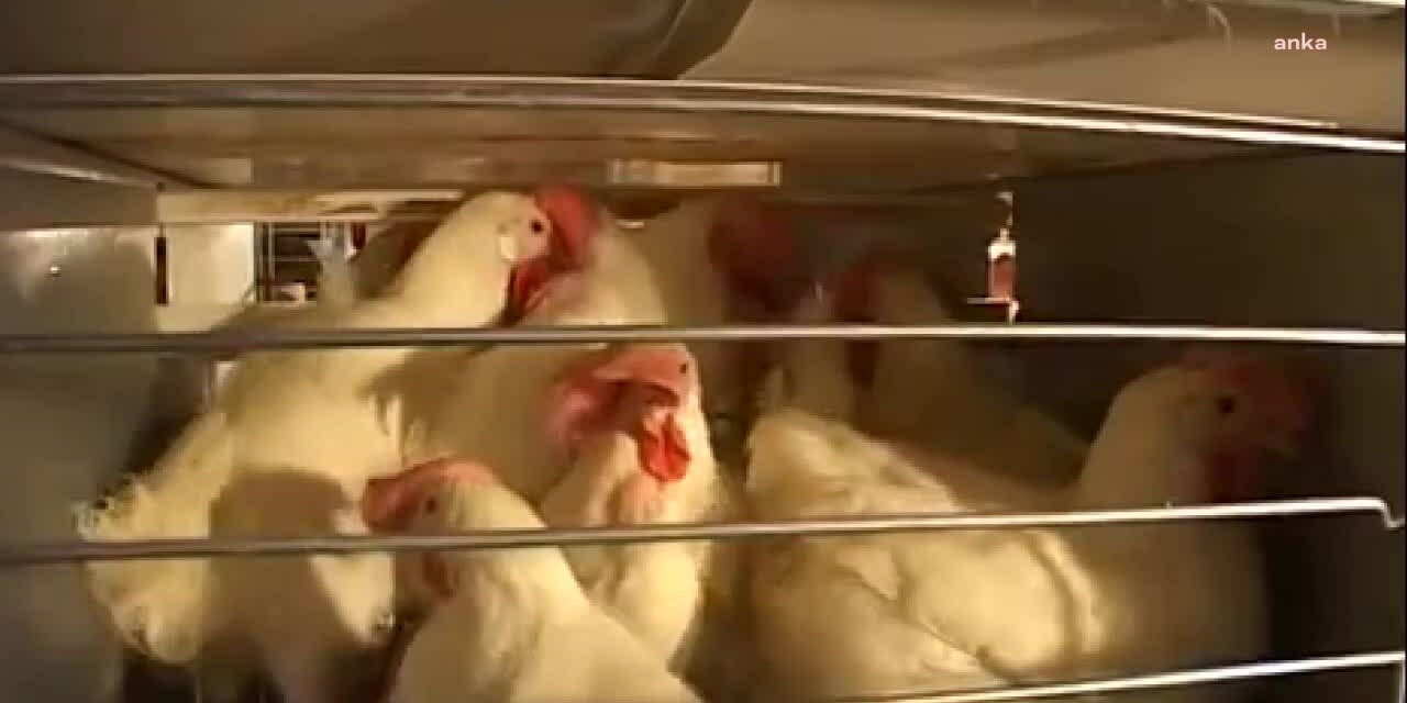 TAVUK YUMURTASI ÜRETİMİ YÜZDE 3,9 AZALDI