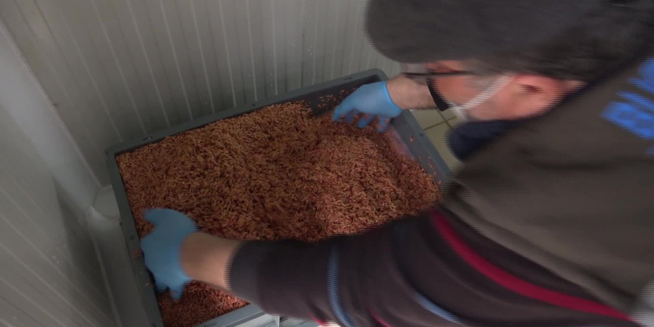 BUCA'DA ÇİFTÇİYE 36 BİN 500 KİLO ÜCRETSİZ YEM DAĞITILDI