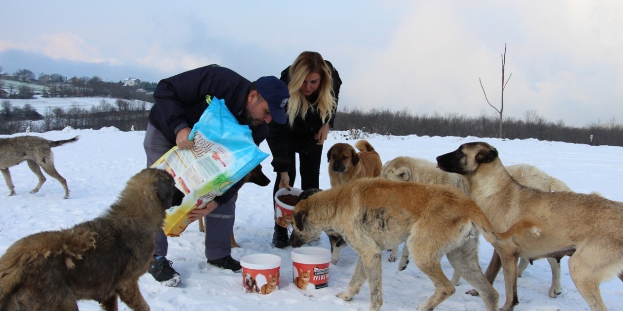 NİLÜFER BELEDİYESİ'NDEN SOKAK HAYVANLARI İÇİN BESLEME SEFERBERLİĞİ
