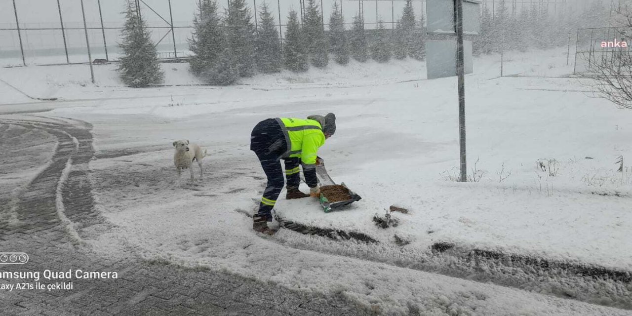 İZMİT BELEDİYESİ'NDEN KARDA YİYECEK BULMAKTA ZORLANAN SOKAK HAYVANLARI İÇİN BESLEME ÇALIŞMASI