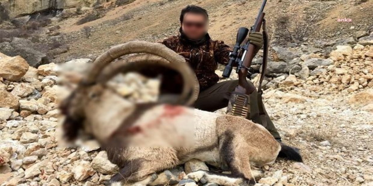 DANIŞTAY, YABAN KEÇİSİ AVI İHALESİNİ İPTAL ETTİ