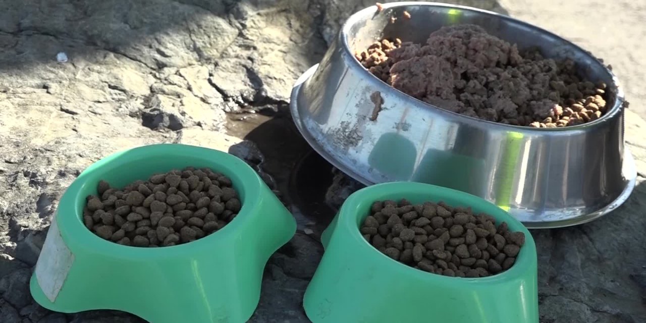 İZMİR BÜYÜKŞEHİR BELEDİYESİ CAN DOSTLARA MAMA DAĞITIMINI ARTIRDI