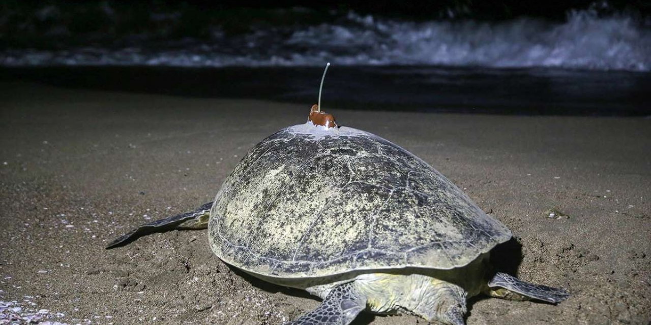 WWF TÜRKİYE, ÇUKUROVA DELTASINDA, 15 YILDA 220 BİN YAVRU DENİZ KAPLUMBAĞASINI DENİZE ULAŞTIRDI