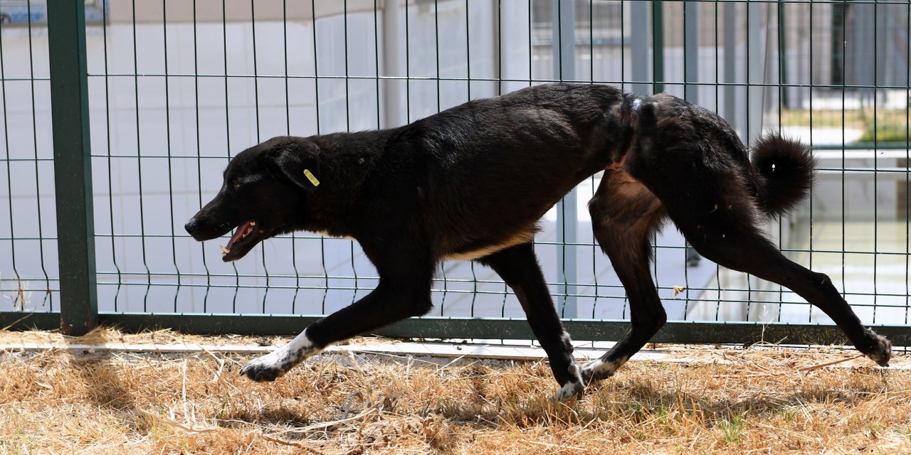 BELİNE ÇELİK TEL BAĞLANARAK ORMANA TERK EDİLEN KÖPEĞİ, MERSİN BÜYÜKŞEHİR EKİPLERİ KURTARDI