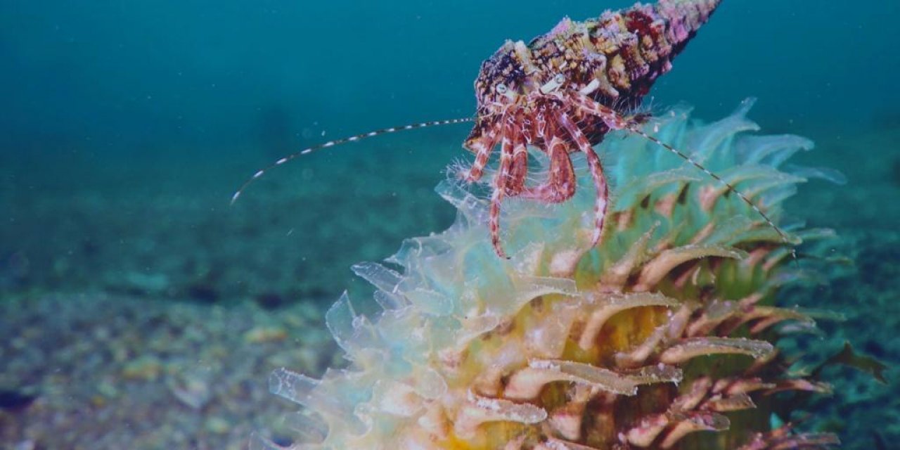 WWF: İKLİM DEĞİŞİKLİĞİNİN AKDENİZ’DEKİ ETKİLERİ ENDİŞE VERİCİ