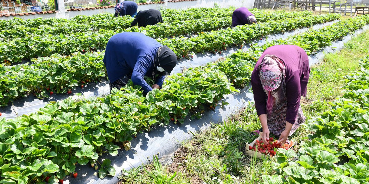 TEPEBAŞI'NDA ÇİLEK ÜRETİCİSİ KADINLAR, EMEKLERİNİN KARŞILIĞINI ALIYOR
