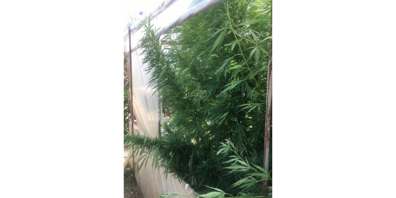 İZMİR'DE 1753 KÖK KENEVİR ELE GEÇİRİLDİ