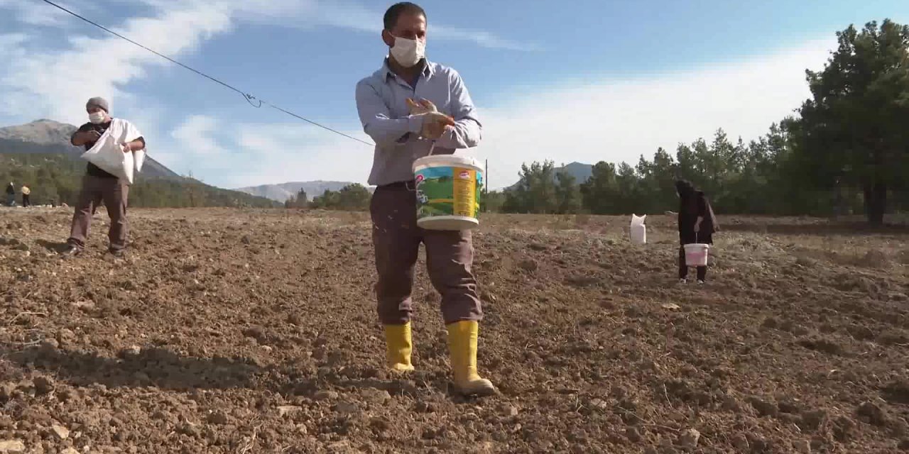 GÜNDOĞMUŞ’TA ANTALYA BÜYÜKŞEHİR’İN DAĞITTIĞI BUĞDAYLAR HASAT EDİLDİ
