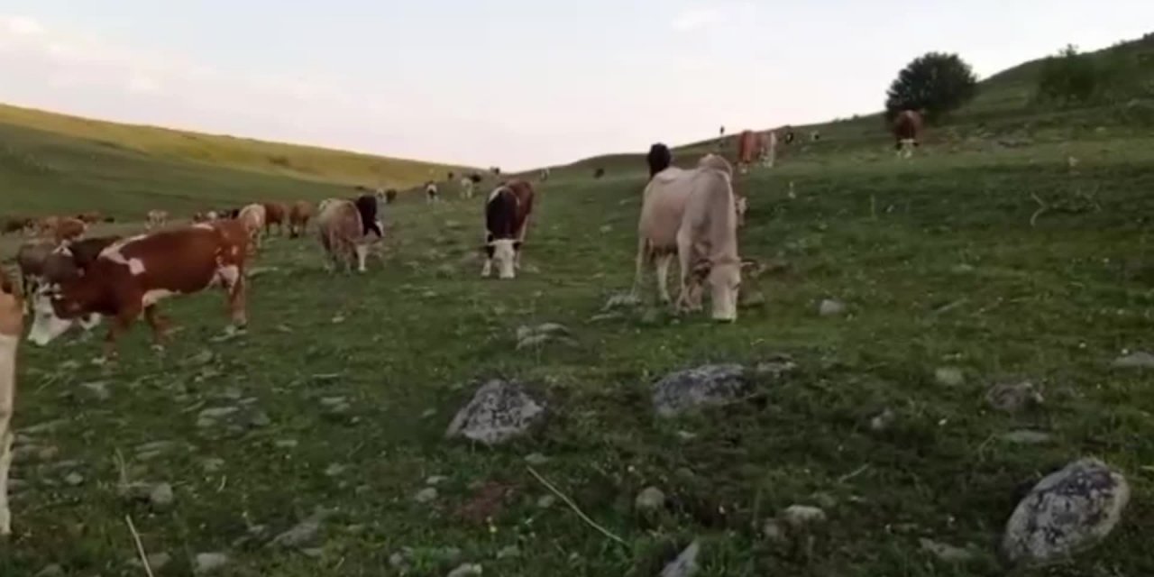 ARTVİN ARDANUÇ'TA MUHTARLAR KURAKLIĞIN ARAŞTIRILMASINI İSTİYOR