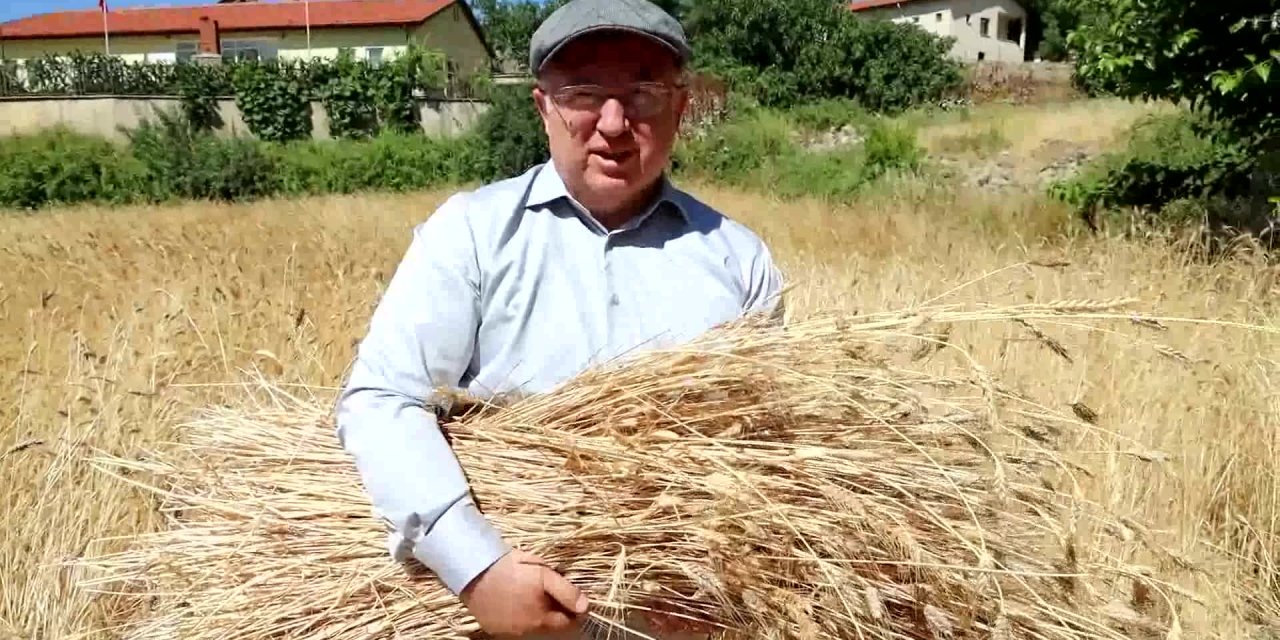 MENTEŞE’DE "KARAKILÇIK" HASADI BAŞLADI
