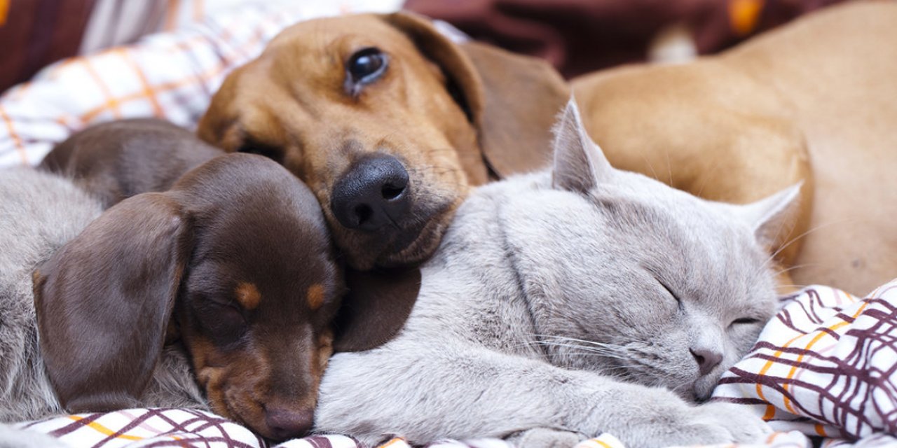 HAYVANLARIN HAKLARI TBMM’DE: TERK EDENE PARA, ŞİDDETE HAPİS CEZASI