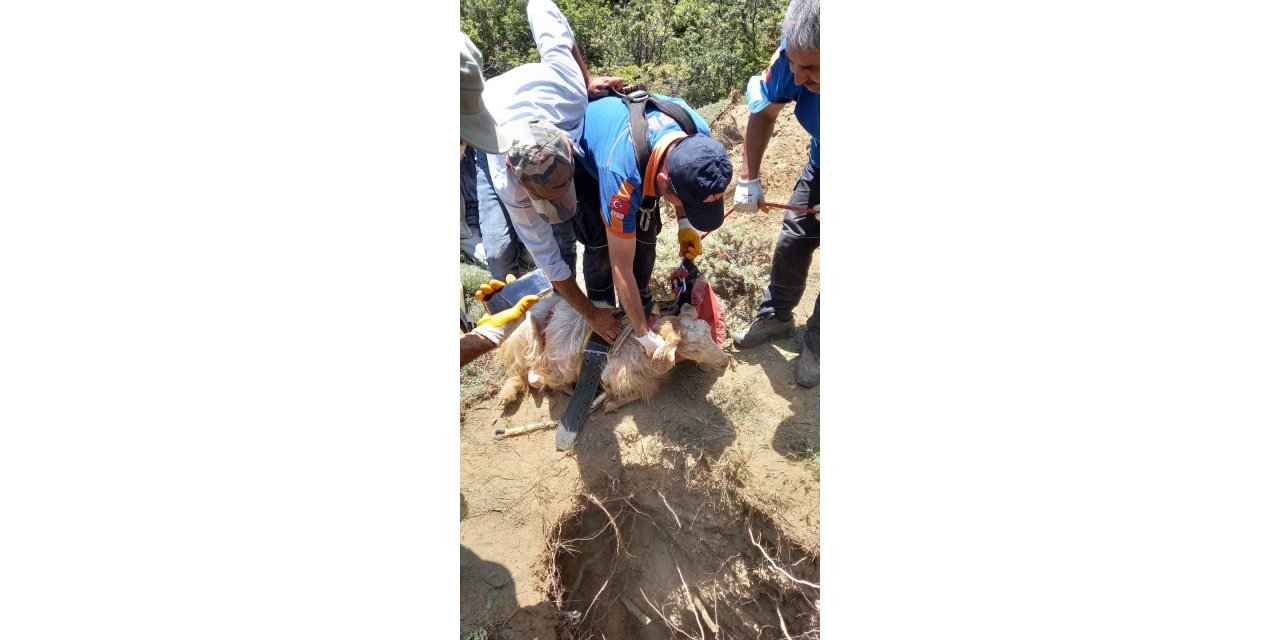 SU KUYUSUNA DÜŞEN KEÇİLERİ, AFAD KURTARDI