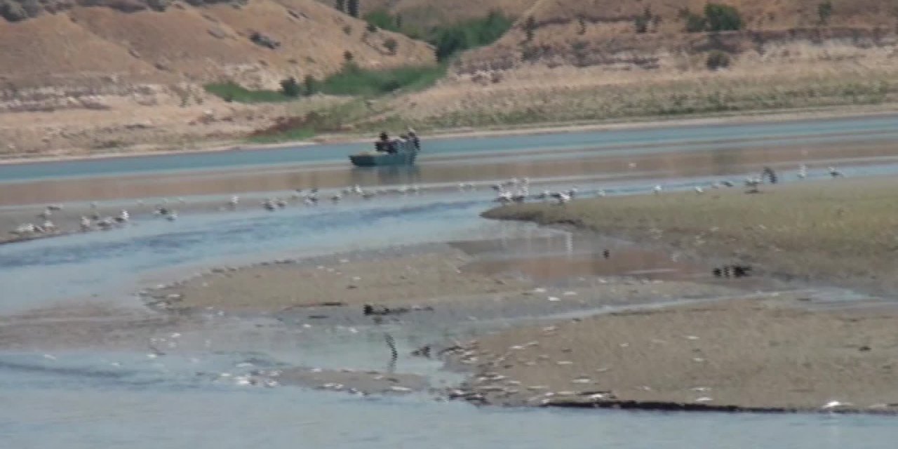 KARAKAYA BARAJI'NDAKİ BALIK ÖLÜMLERİ KORKUTUYOR