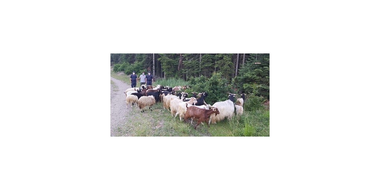 KASTAMONU’DA DAĞA KAÇAN 150 KEÇİYİ JANDARMA BULDU