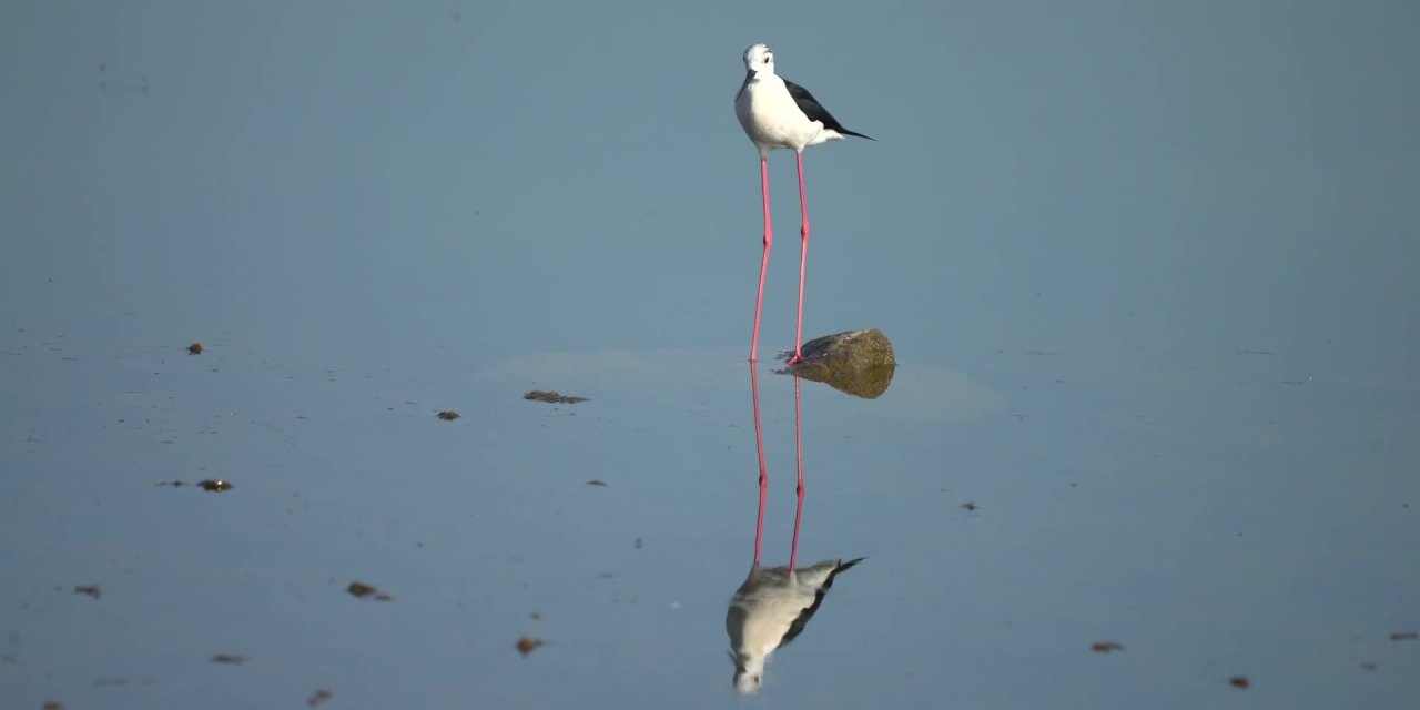 GEDİZ DELTASI'NDA ÜREYEN KUŞLAR İÇİN 'ATLAS' HAZIRLANDI