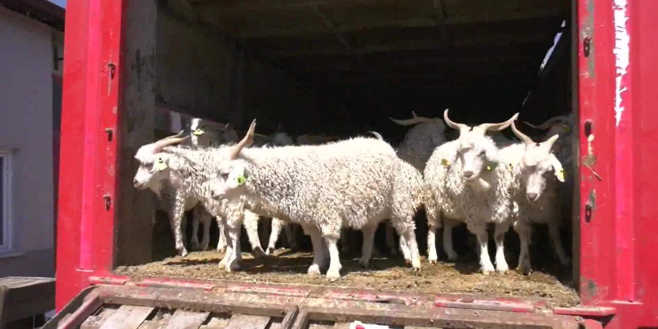 ANKARA BÜYÜKŞEHİR’DEN BİR İLK: YERLİÜRETİCİLERE DAMIZLIK TEKE DESTEĞİ