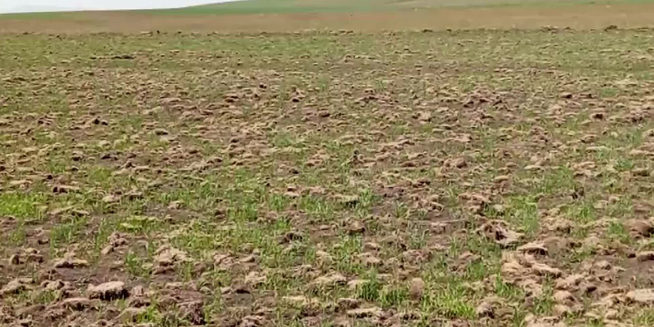 KURAKLIKTA OT VE SAMAN FİYATLARI ZİRVE YAPTI, BESİCİ DE SATICI DA ZORDA: “KURTARMIYOR, KITLIK VAR”